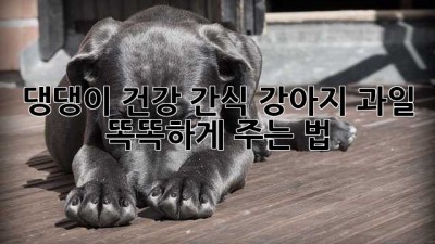 댕댕이 건강 간식: 강아지 과일 똑똑하게 주는 법